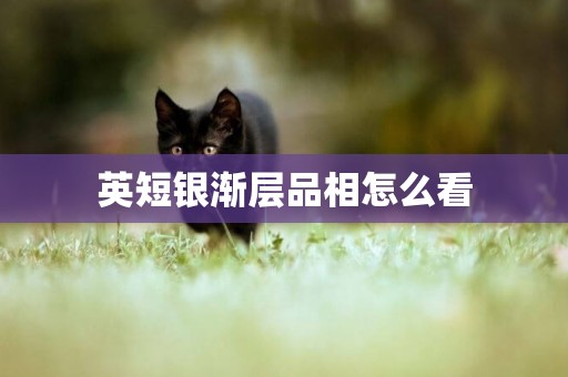 英短銀漸層品相怎么看