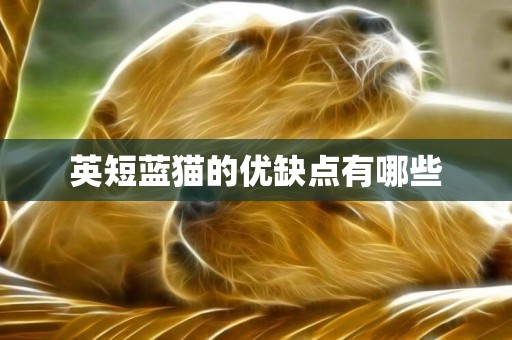 英短藍貓的優缺點有哪些