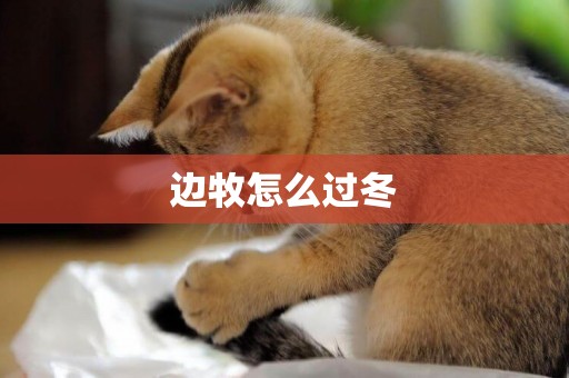 邊牧怎么過冬