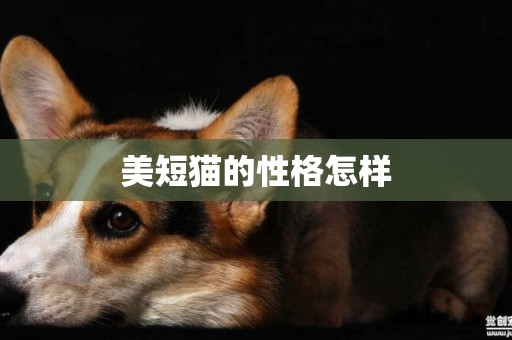 美短貓的性格怎樣