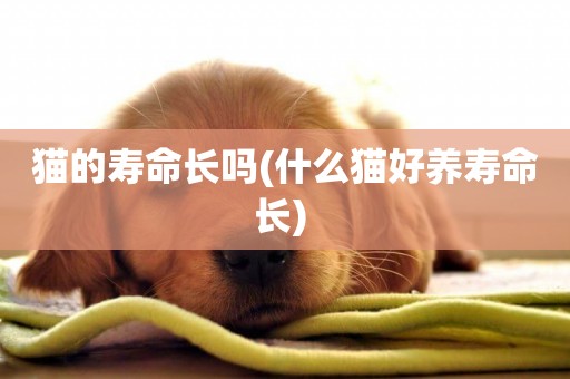 貓的壽命長嗎(什么貓好養壽命長) 