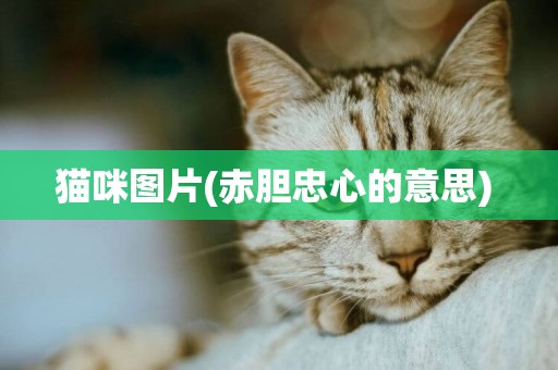 貓咪圖片(赤膽忠心的意思) 
