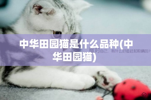 中華田園貓是什么品種(中華田園貓) 
