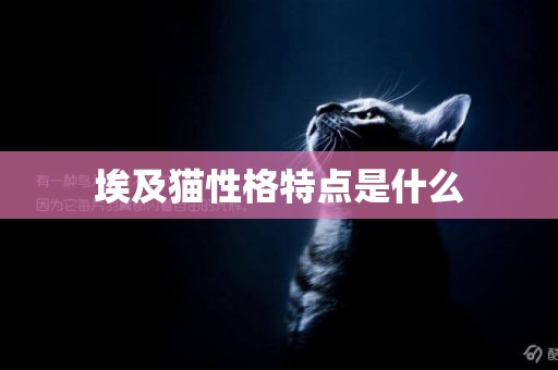 埃及貓性格特點是什么