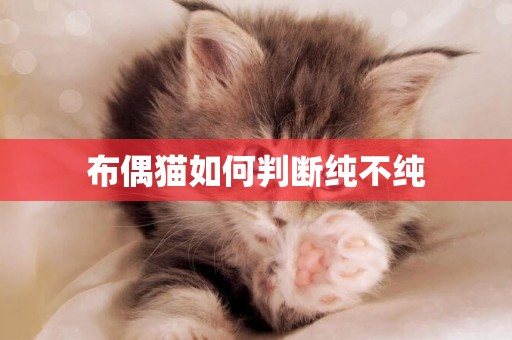 布偶貓如何判斷純不純