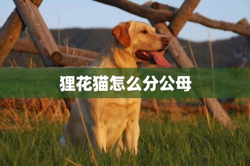 貍花貓怎么分公母