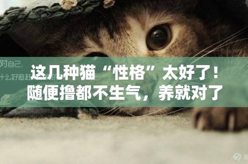 這幾種貓“性格”太好了！隨便擼都不生氣，養就對了 