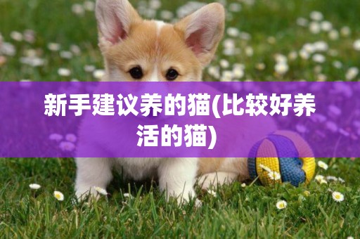 新手建議養的貓(比較好養活的貓) 