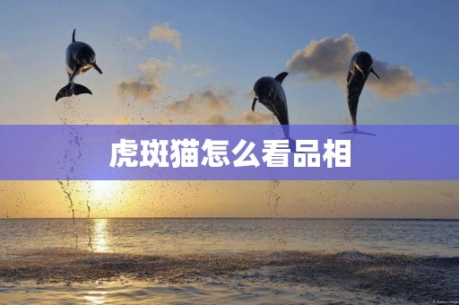 虎斑貓怎么看品相