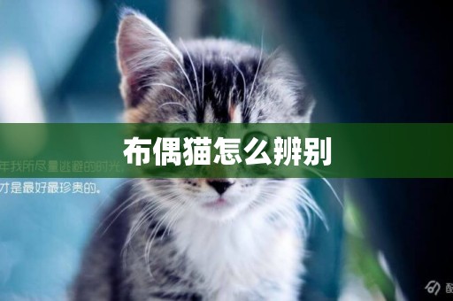 布偶貓怎么辨別