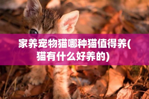 家養寵物貓哪種貓值得養(貓有什么好養的) 