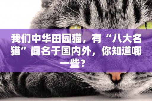我們中華田園貓，有“八大名貓”聞名于國內外，你知道哪一些？ 
