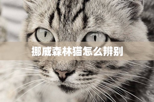 挪威森林貓怎么辨別