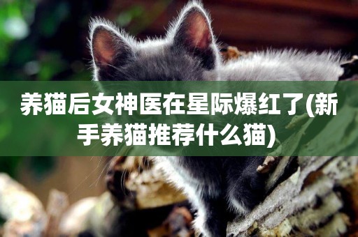養貓后女神醫在星際爆紅了(新手養貓推薦什么貓) 