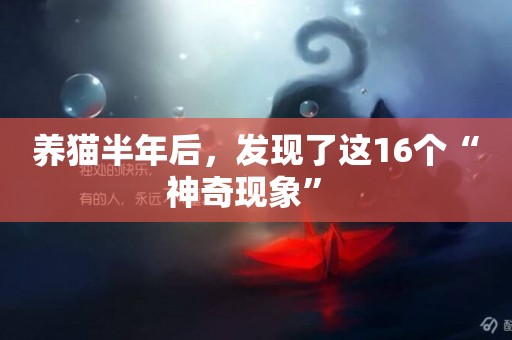 養貓半年后，發現了這16個“神奇現象” 