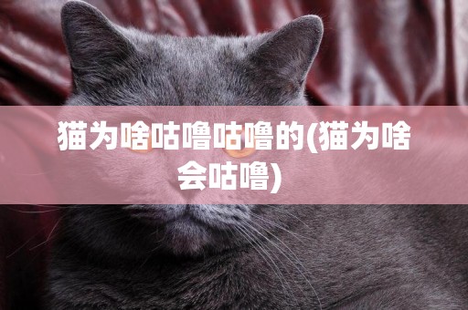 貓為啥咕嚕咕嚕的(貓為啥會咕嚕) 