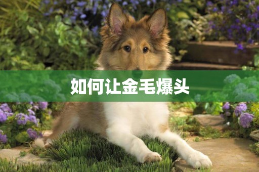 如何讓金毛爆頭