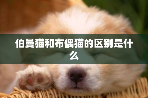 伯曼貓和布偶貓的區別是什么