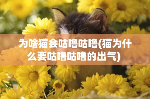 為啥貓會咕嚕咕嚕(貓為什么要咕嚕咕嚕的出氣) 