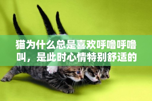 貓為什么總是喜歡呼嚕呼嚕叫，是此時心情特別舒適的表現嗎？ 