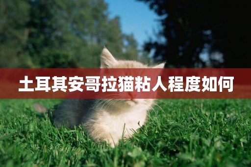 土耳其安哥拉貓粘人程度如何