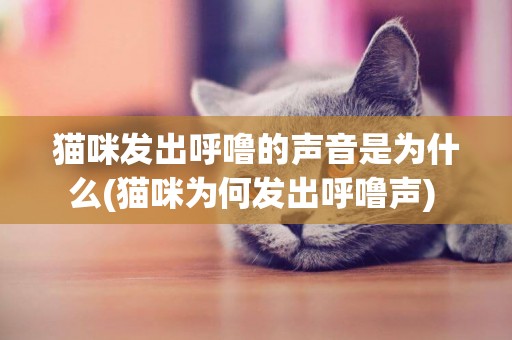 貓咪發出呼嚕的聲音是為什么(貓咪為何發出呼嚕聲) 