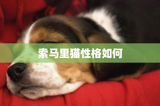 索馬里貓性格如何