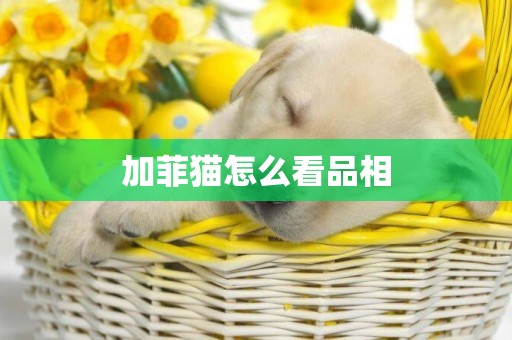 加菲貓怎么看品相
