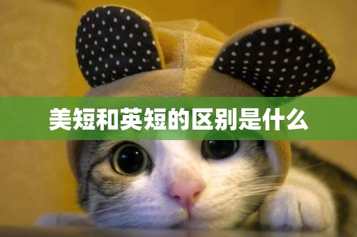 美短和英短的區別是什么