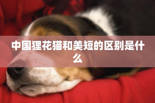 中國貍花貓和美短的區別是什么