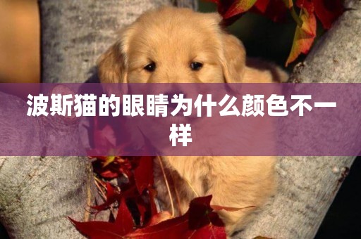 波斯貓的眼睛為什么顏色不一樣