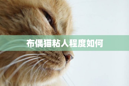 布偶貓粘人程度如何