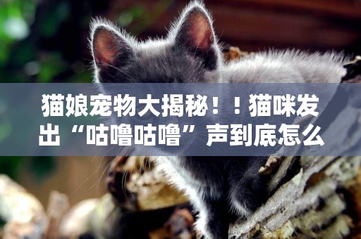 貓娘寵物大揭秘！! 貓咪發出“咕嚕咕嚕”聲到底怎么回事？ 