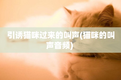 引誘貓咪過來的叫聲(貓咪的叫聲音頻) 