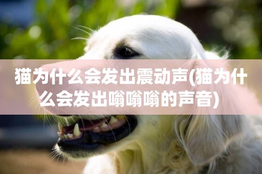 貓為什么會發出震動聲(貓為什么會發出嗡嗡嗡的聲音) 