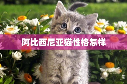 阿比西尼亞貓性格怎樣