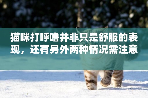 貓咪打呼嚕并非只是舒服的表現，還有另外兩種情況需注意 