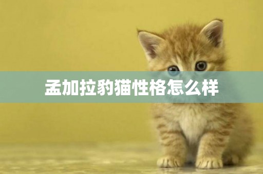 孟加拉豹貓性格怎么樣