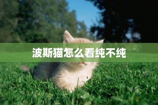 波斯貓怎么看純不純