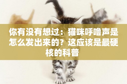 你有沒有想過：貓咪呼嚕聲是怎么發出來的？這應該是最硬核的科普 