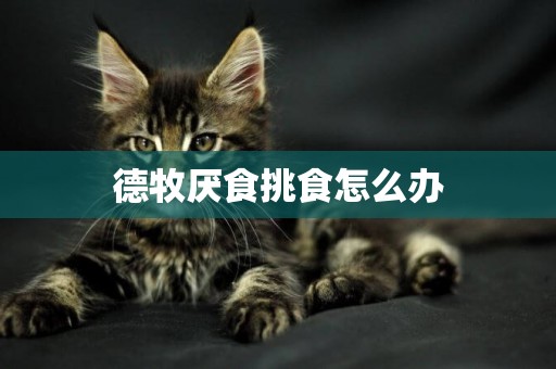 德牧厭食挑食怎么辦