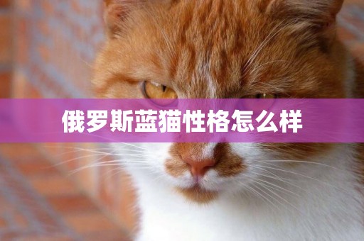 俄羅斯藍貓性格怎么樣