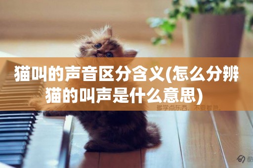 貓叫的聲音區分含義(怎么分辨貓的叫聲是什么意思) 