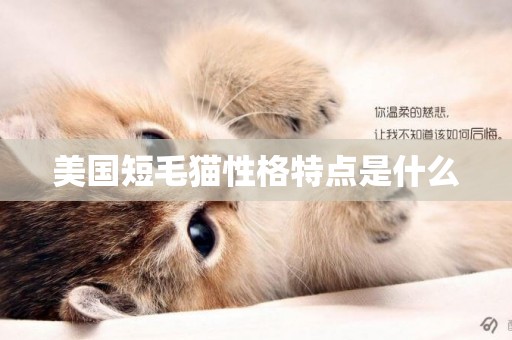 美國短毛貓性格特點是什么