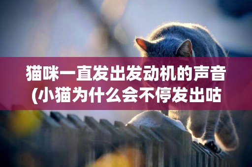貓咪一直發出發動機的聲音(小貓為什么會不停發出咕嚕聲) 