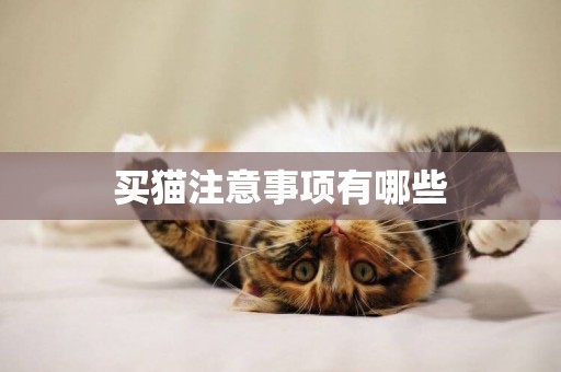 買貓注意事項有哪些