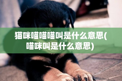貓咪喵喵喵叫是什么意思(喵咪叫是什么意思) 