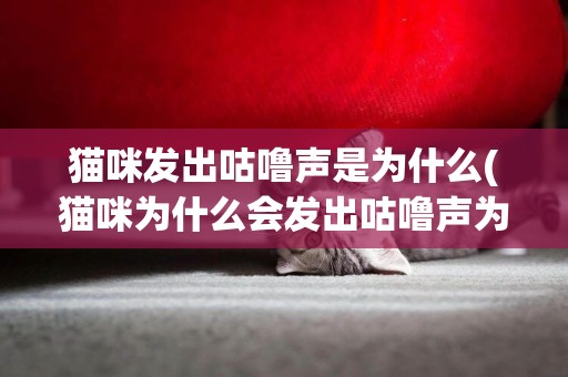 貓咪發出咕嚕聲是為什么(貓咪為什么會發出咕嚕聲為什么我查一下) 