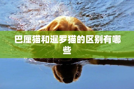 巴厘貓和暹羅貓的區別有哪些