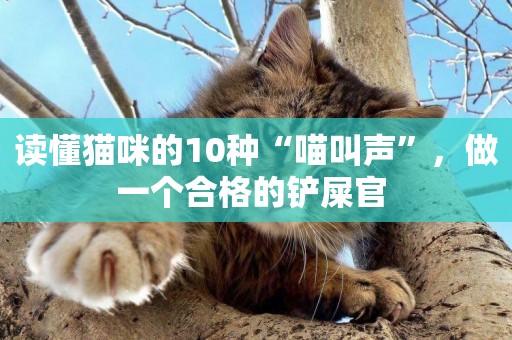 讀懂貓咪的10種“喵叫聲”，做一個合格的鏟屎官 